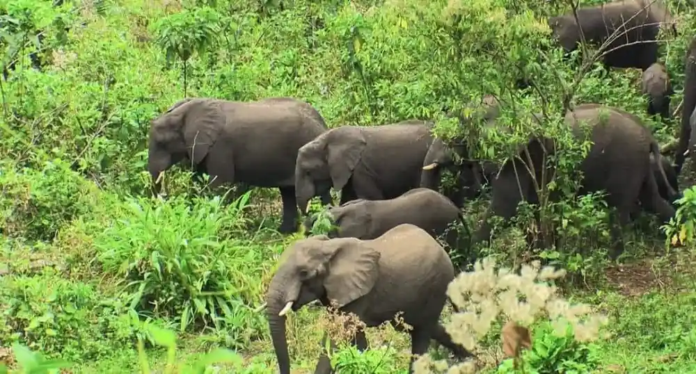Chebera Elephant Paw Lodge Tour